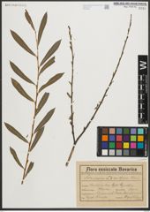 Foto von Salix purpurea L.